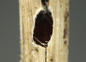 photograph of association between insect and plant stem or stemlike structure