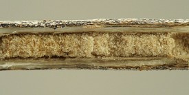 photograph of association between insect and plant stem or stemlike structure