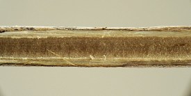 photograph of association between insect and plant stem or stemlike structure