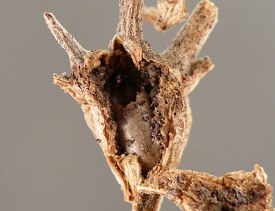 photograph of association between insect and plant stem or stemlike structure