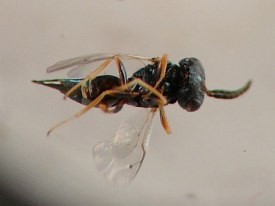 photograph of association between insect and plant stem or stemlike structure