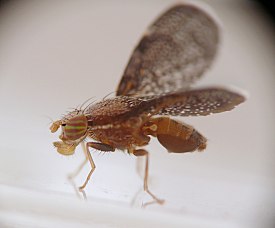 photograph of association between insect and plant stem or stemlike structure