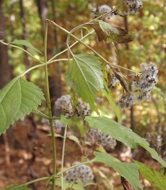 photograph of association between insect and plant stem or stemlike structure
