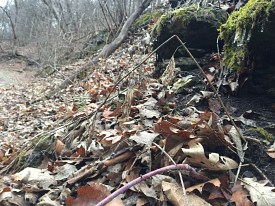photograph of association between insect and plant stem or stemlike structure