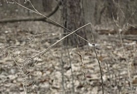 photograph of association between insect and plant stem or stemlike structure