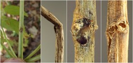 photograph of association between insect and plant stem or stemlike structure