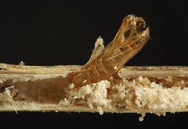 photograph of association between insect and plant stem or stemlike structure