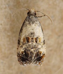 photograph of association between insect and plant stem or stemlike structure