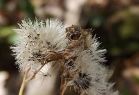 photograph of association between insect and plant stem or stemlike structure