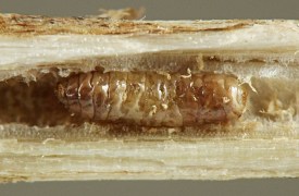 photograph of association between insect and plant stem or stemlike structure