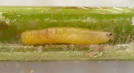 photograph of association between insect and plant stem or stemlike structure