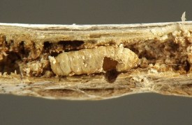 photograph of association between insect and plant stem or stemlike structure