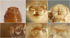 photograph of association between insect and plant stem or stemlike structure