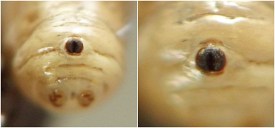 photograph of association between insect and plant stem or stemlike structure