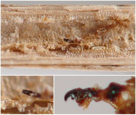 photograph of association between insect and plant stem or stemlike structure