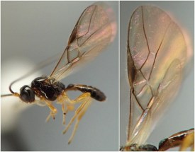 photograph of association between insect and plant stem or stemlike structure