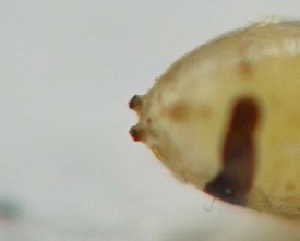 photograph of association between insect and plant stem or stemlike structure