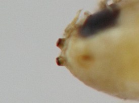 photograph of association between insect and plant stem or stemlike structure