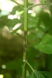 photograph of association between insect and plant stem or stemlike structure
