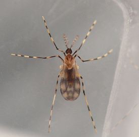 photograph of association between insect and plant stem or stemlike structure