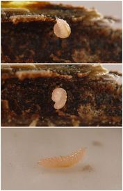 photograph of association between insect and plant stem or stemlike structure