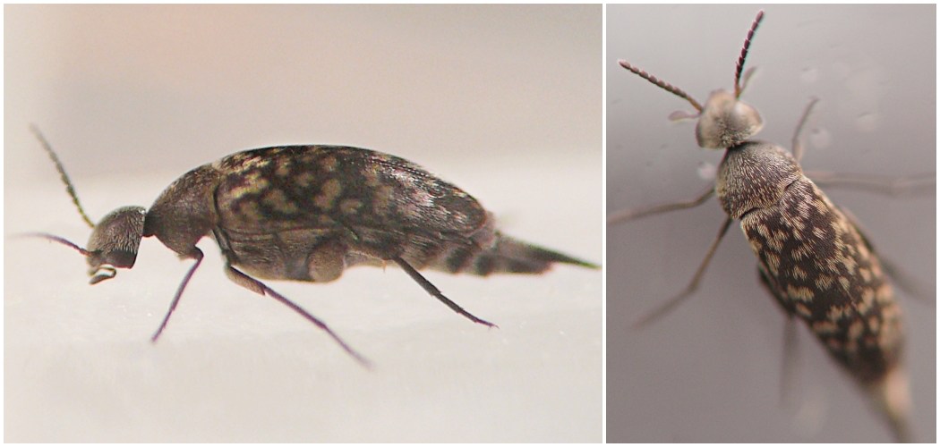 photograph of insect from inside a plant stem or stemlike structure