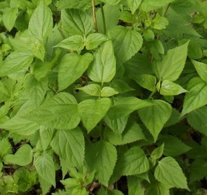 photograph illustrating the host plant genus associated with the insects
